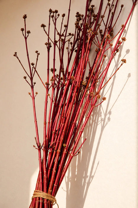 Next Day Delivery - Dogwood Red LG. 10BU/BAG