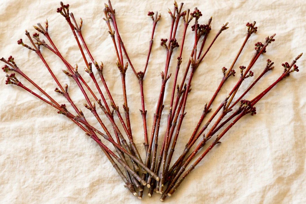 Next Day Delivery - Dogwood Red Tips 10BU/BAG