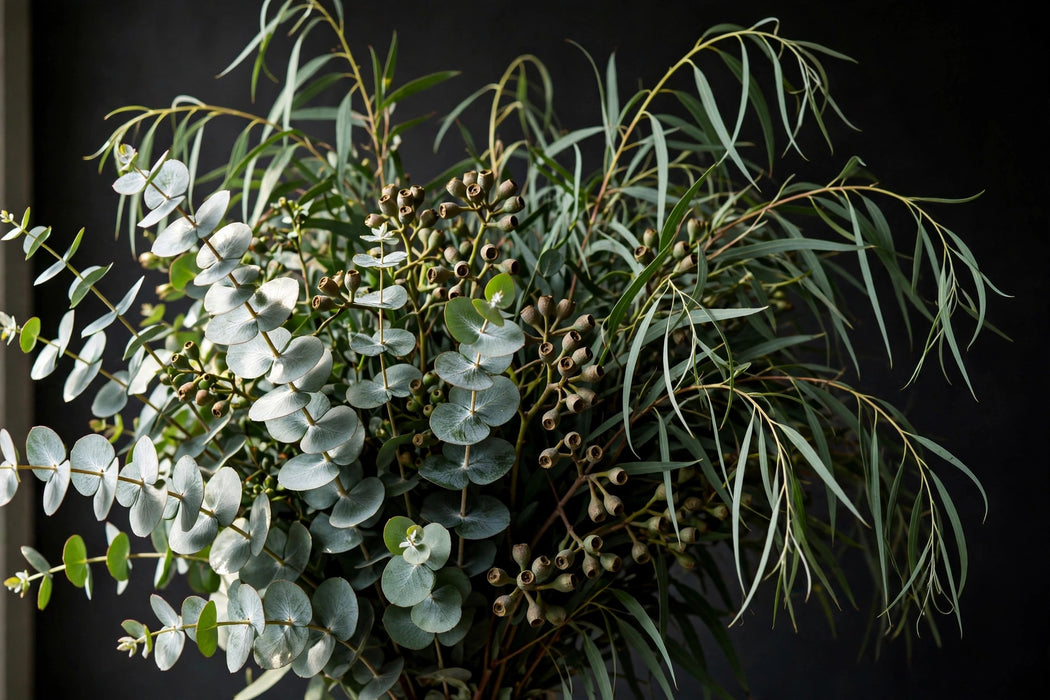 Next Day Delivery - Eucalyptus Mix 12BU/BX