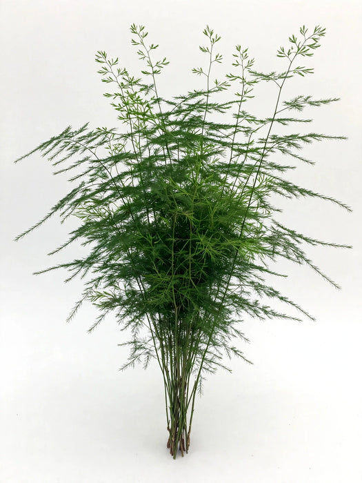Next Day Delivery - Ming Fern 10BU/BX
