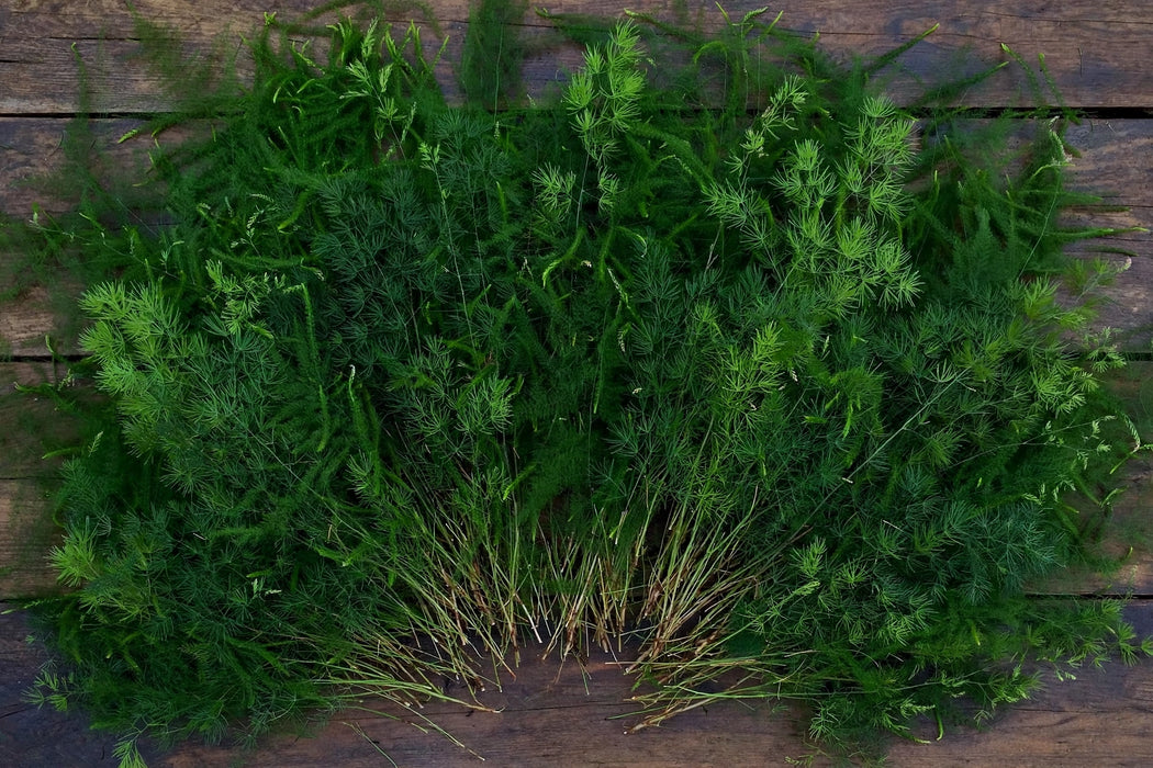 Next Day Delivery - Ming Fern 200ST/BX