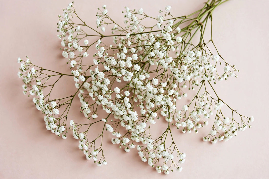 Next Day Delivery - GYPSOPHILA WHITE FORCE 75cm 250gr - White - 14 Stems [LIMITED]