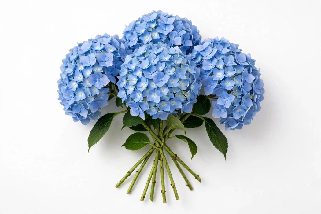 Next Day Delivery - HYDRANGEA BLUE AFFAIR 60cm 18cm - Blue - 32 Stems [LIMITED]