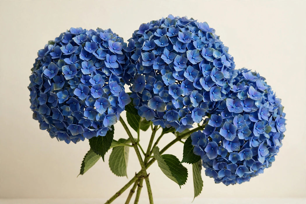 Next Day Delivery - HYDRANGEA BLUE JUMBO 60cm 24cm - Blue - 15 Stems [LIMITED]