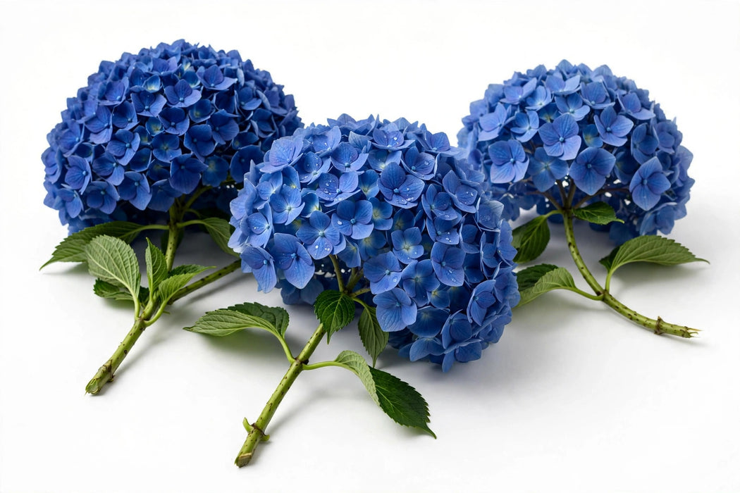Next Day Delivery - Hydrangea Blue Select 40STM/BX