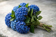 Next Day Delivery - Hydrangea Blue Select 30STM/BX