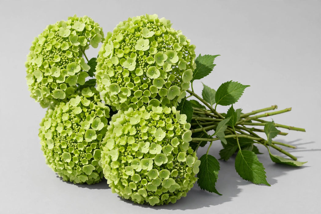 Next Day Delivery - HYDRANGEA LIME GREEN SELECT 60cm 18cm - Lime Green - 40 Stems [LIMITED]
