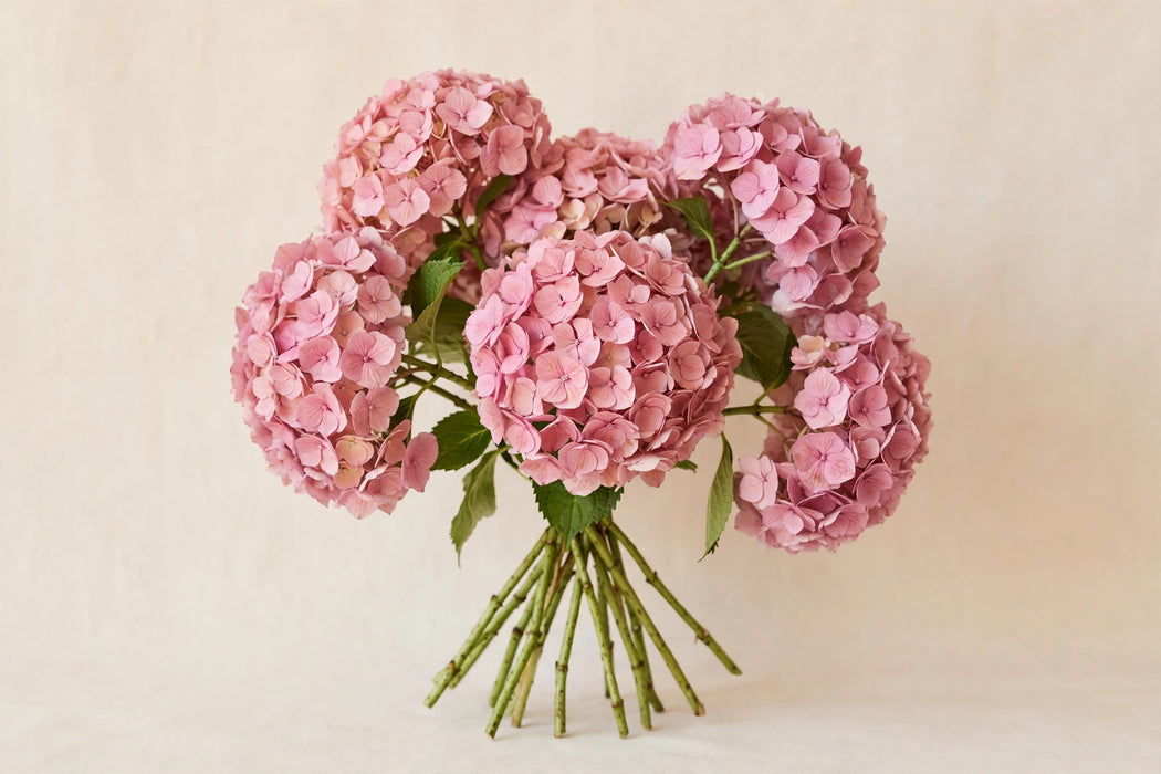 Next Day Delivery - HYDRANGEA NATURAL PINK 60cm 20cm - Pink - 30 Stems [LIMITED]