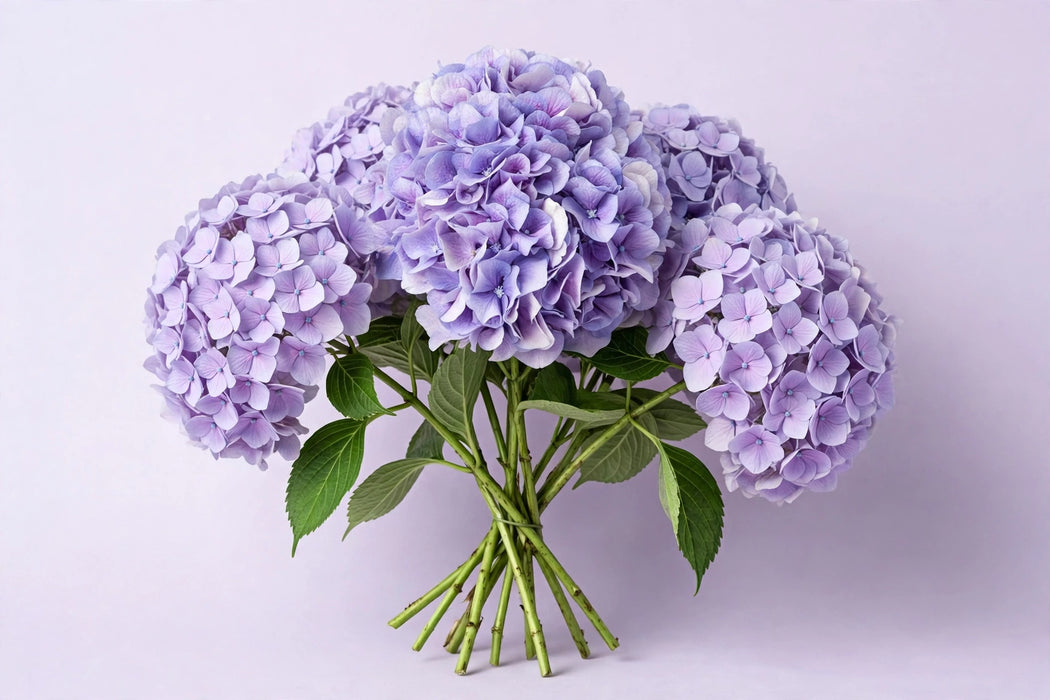 Next Day Delivery - HYDRANGEA PURE LAVENDER SELECT 60cm 18cm - Lavender - 32 Stems [LIMITED]