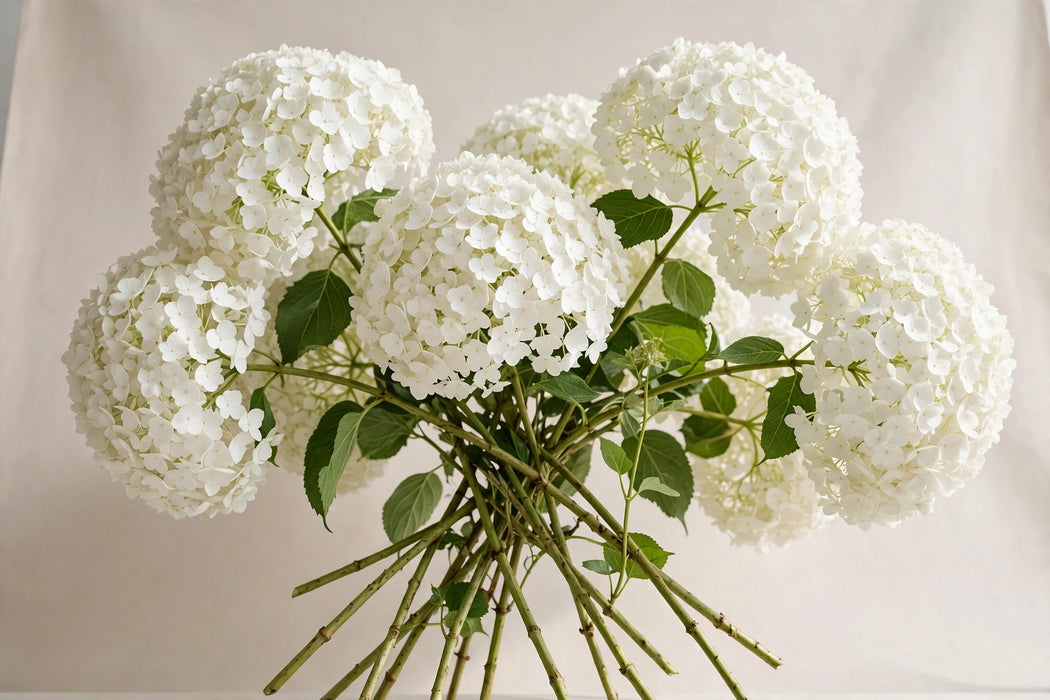 Next Day Delivery - HYDRANGEA WHITE JUMBO 60cm 24cm - White - 16 Stems [LIMITED]