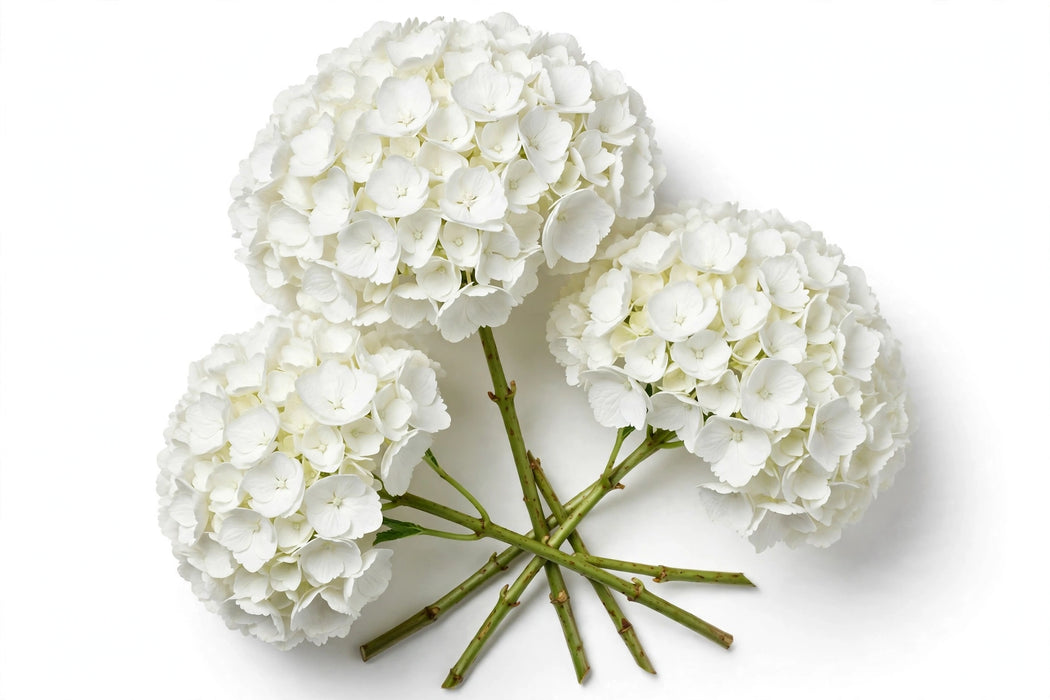 Next Day Delivery - Hydrangea White Premium 30ST/BX