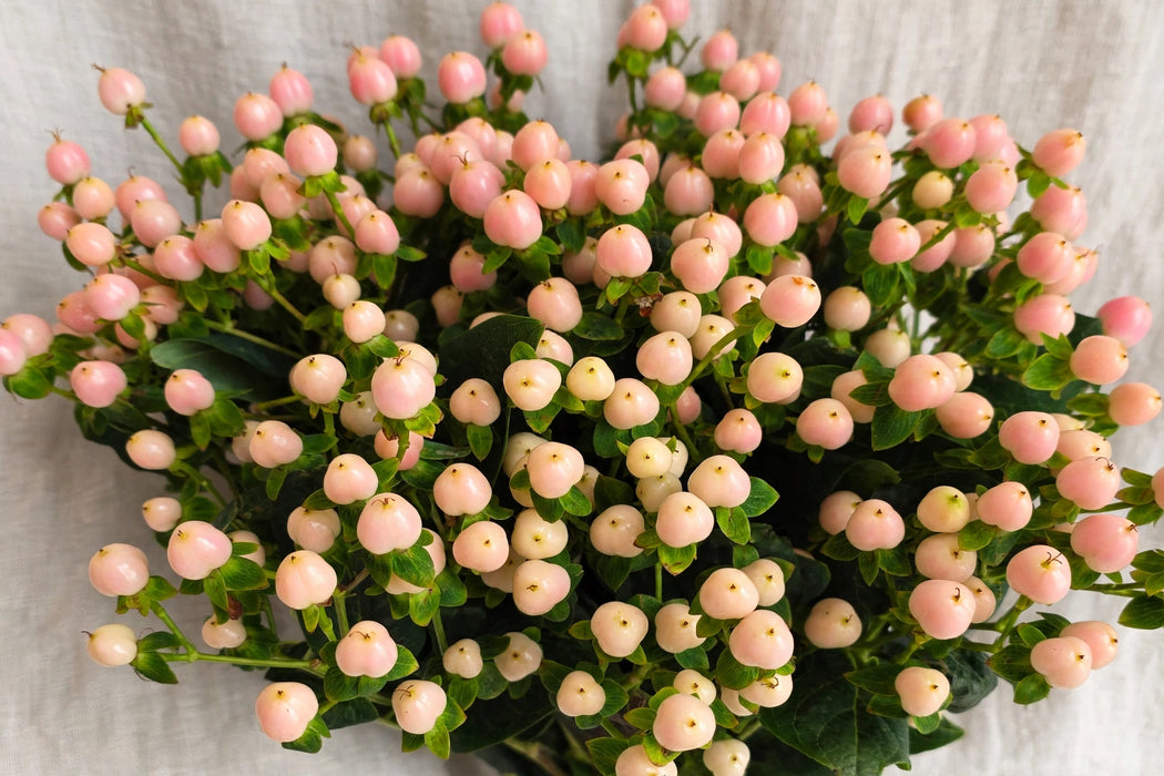 Next Day Delivery - Hypericum Coco Gelato 60CM 7BU/BX