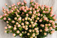 Next Day Delivery - Hypericum Coco Gelato 60CM 7BU/BX