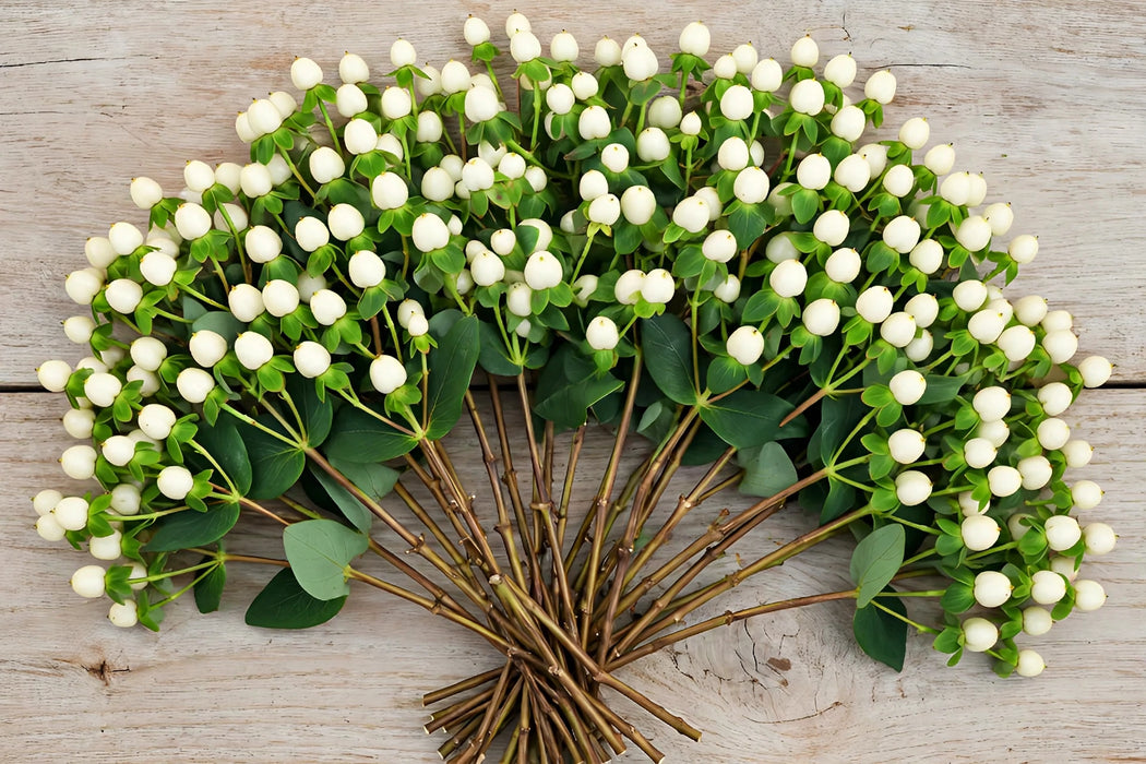 Next Day Delivery - Hypericum Coco Uno White 60CM 8BU/BX