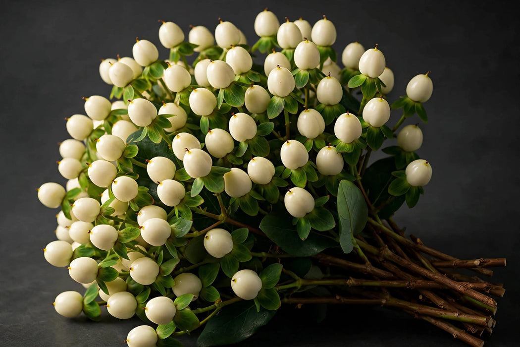 Next Day Delivery - Hypericum Coco Uno White 60CM 18BU/BX