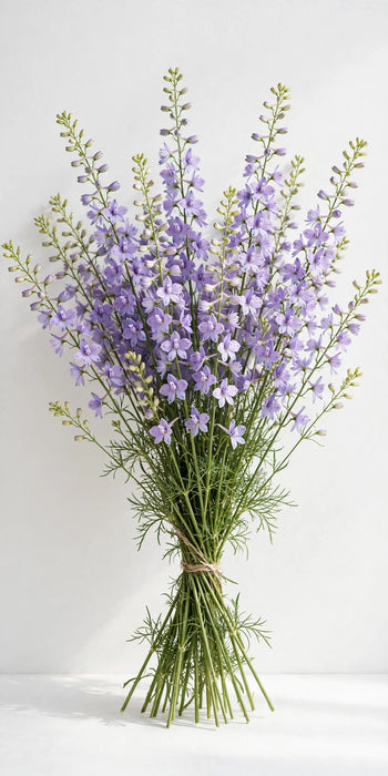 Next Day Delivery - LARKSPUR LAVENDER 60cm 10st - Lavender - 160 Stems [LIMITED]