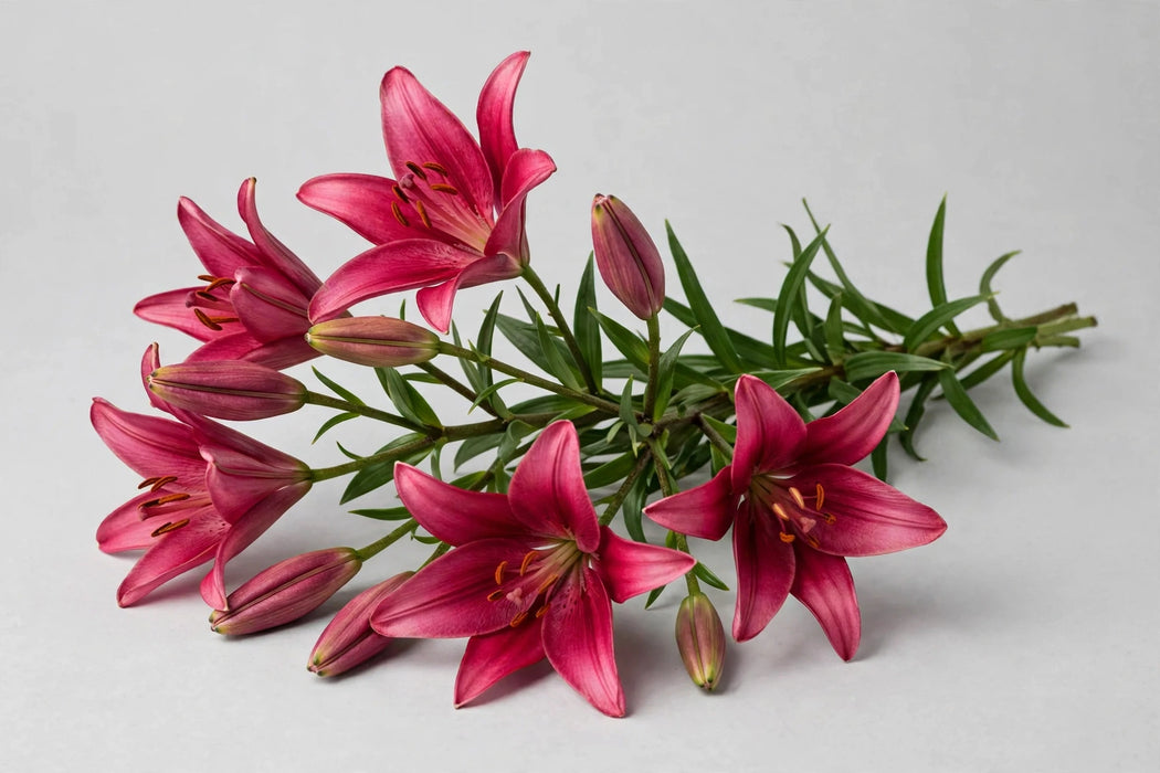Next Day Delivery - LILY AZ INDIAN SUMMER 3+ 70cm 10st - Dark Pink - 60 Stems [LIMITED]