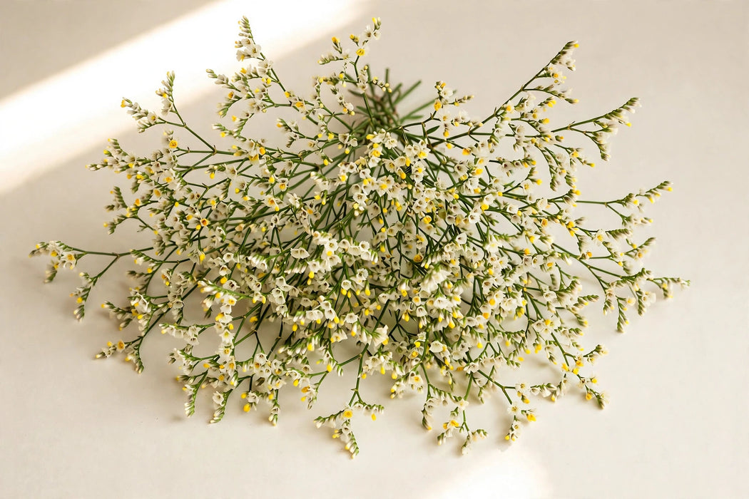 Next Day Delivery - LIMONIUM PINA COLADA 70cm 10st - Cream - 150 Stems [LIMITED]