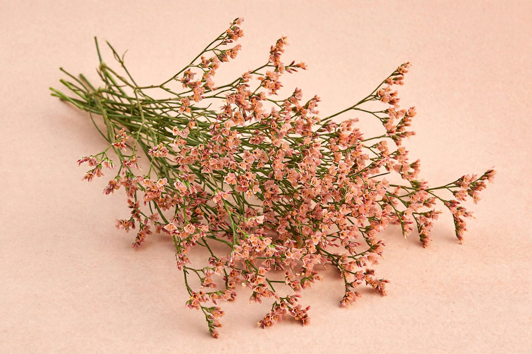 Next Day Delivery - LIMONIUM SENSY NECTARINE 70cm 10st - Salmon - 120 Stems [LIMITED]