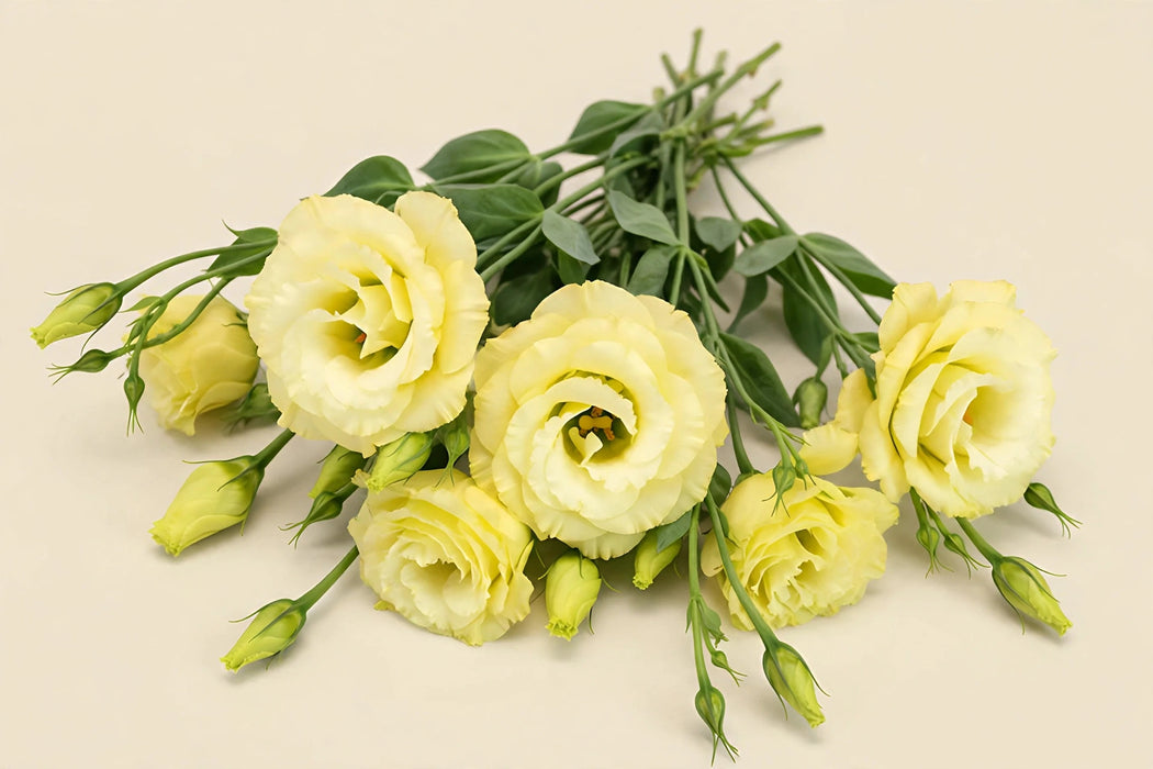 Next Day Delivery - LISIANTHUS DBL BALBOA YELLOW 70cm 4-6 BL 10st - Yellow - 80 Stems [LIMITED]