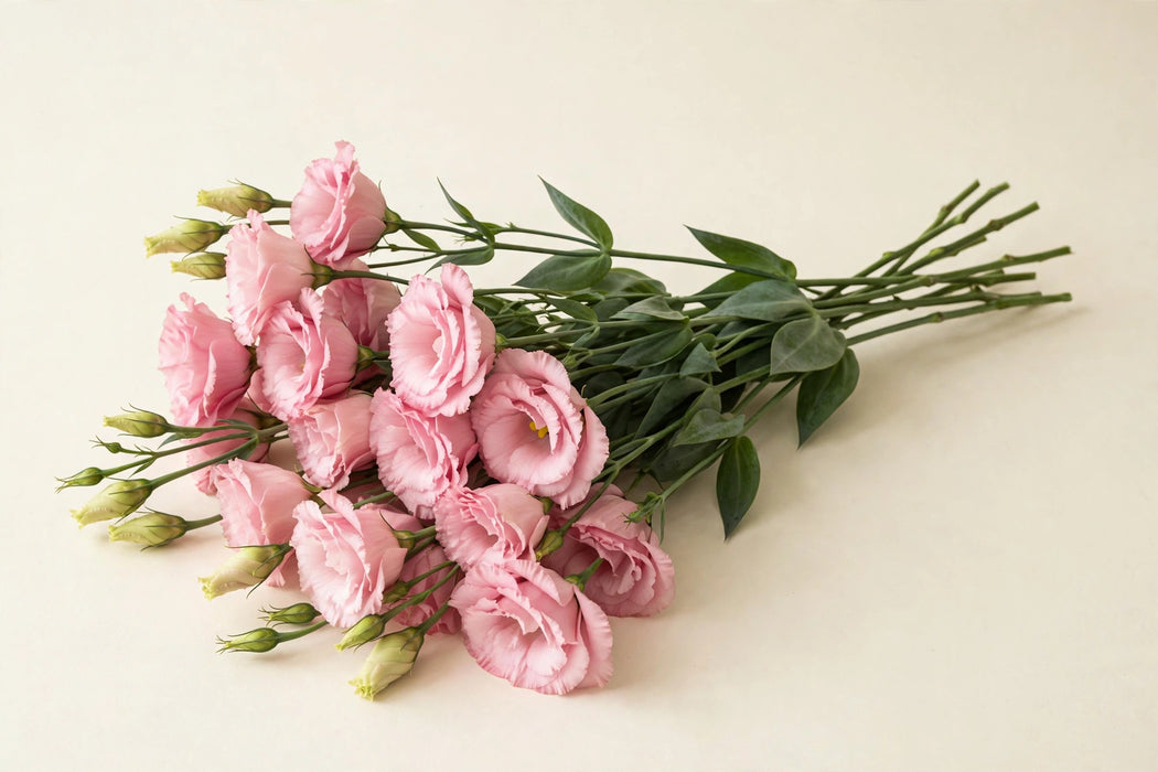 Next Day Delivery - LISIANTHUS DBL ECHO PINK 70cm 4-6 BL 10st - Pink - 80 Stems [LIMITED]