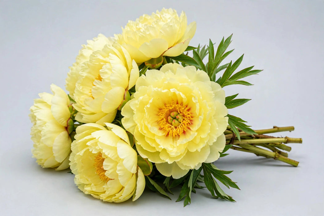 Next Day Delivery - PAEONIA BARTZELLA 50cm 5st X60 - Yellow - 60 Stems [LIMITED]