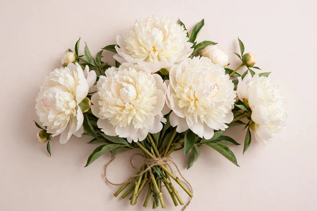Next Day Delivery - PAEONIA BOWL OF CREAM 50cm 5st X70 - Cream - 70 Stems [LIMITED]