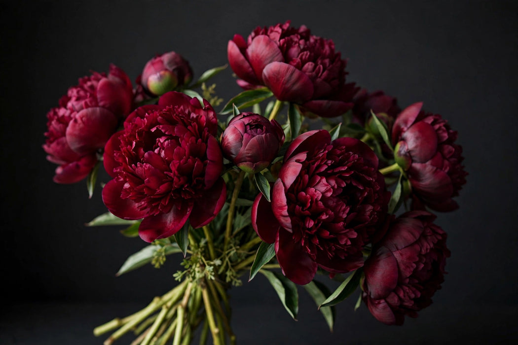 Next Day Delivery - PAEONIA CHRISTMAS VELVET 50cm 5st x80 - Burgundy - 80 Stems [LIMITED]