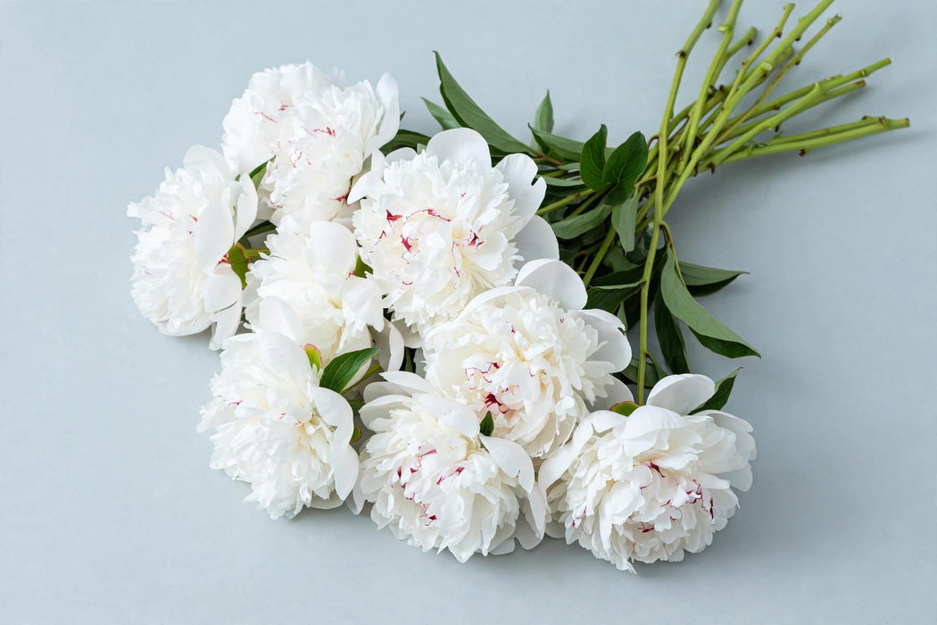 Next Day Delivery - PAEONIA FESTIVA MAXIMA 55cm 5st - White - 100 Stems [LIMITED]