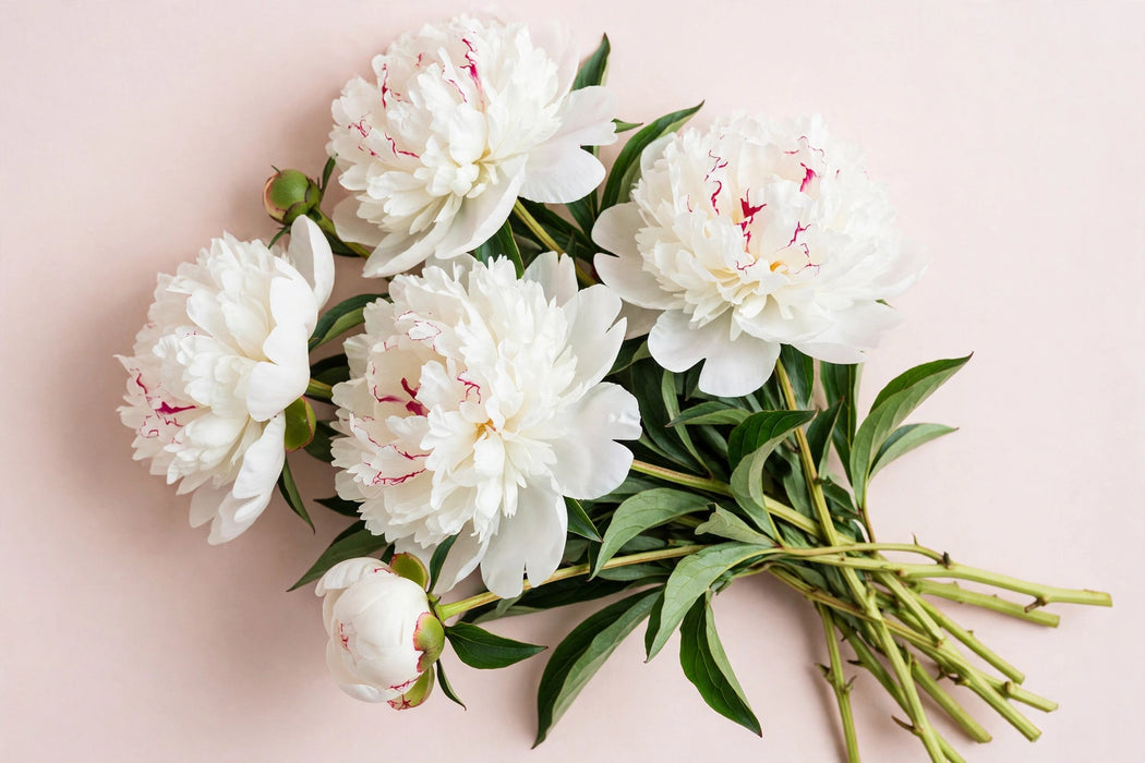 Next Day Delivery - PAEONIA FESTIVA MAXIMA 50cm 5st x80 - White - 80 Stems [LIMITED]