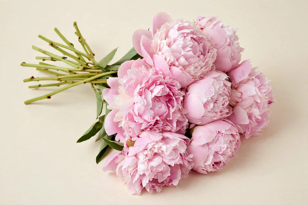 Next Day Delivery - PAEONIA JULES ELIE 50cm 5st x80 - Pink - 80 Stems [LIMITED]
