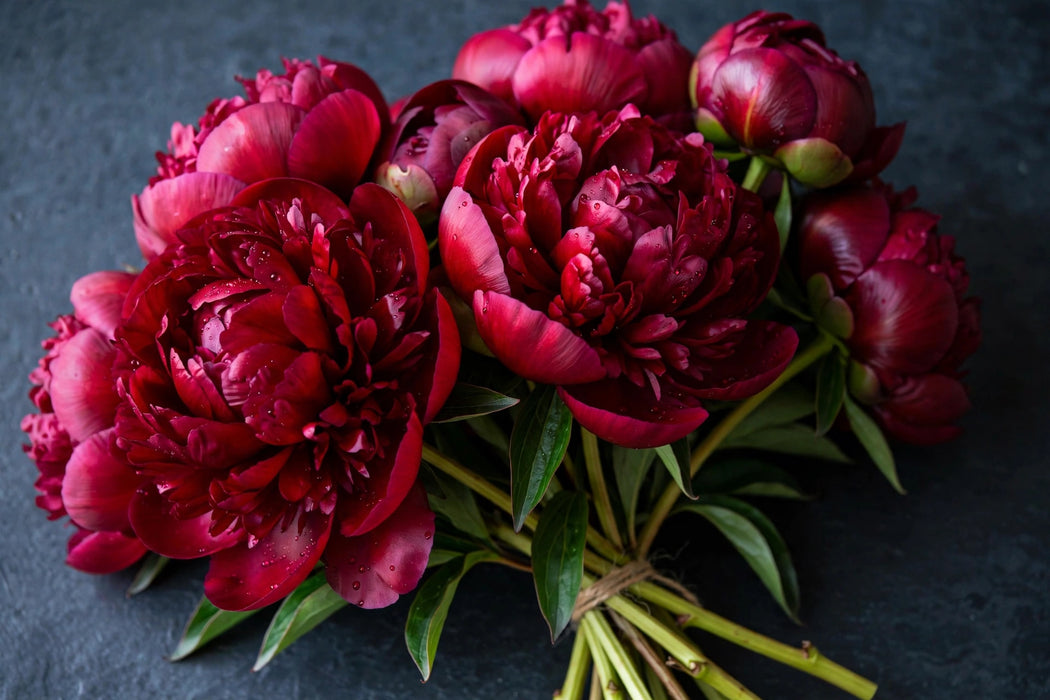 Next Day Delivery - PAEONIA PETER BRAND 50cm 5st x80 - Red - 80 Stems [LIMITED]