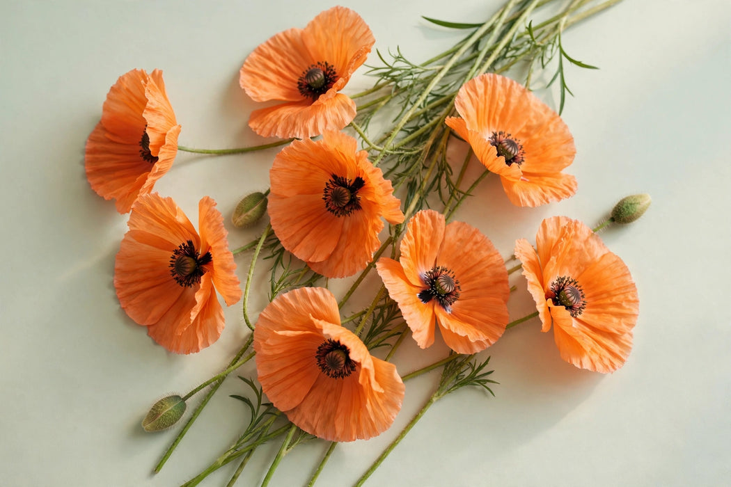 Next Day Delivery - PAPAVER ORANGE 50cm 10st - Orange - 120 Stems [LIMITED]