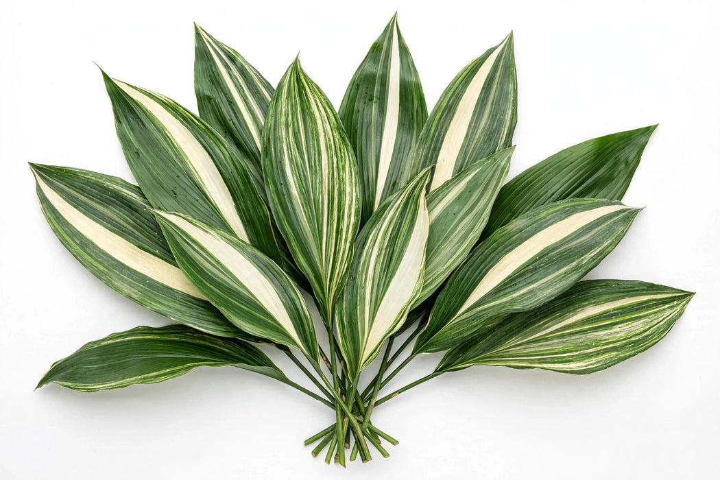 Aspidistra Variegated fresh-cut foliage with glossy green leaves striped in creamy white