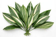 Aspidistra Variegated fresh-cut foliage with glossy green leaves striped in creamy white