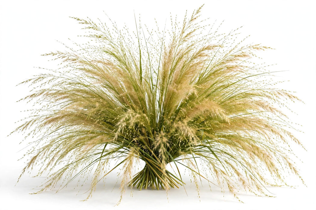 Explosion Grass fresh-cut ornamental grass with airy feathery plumes