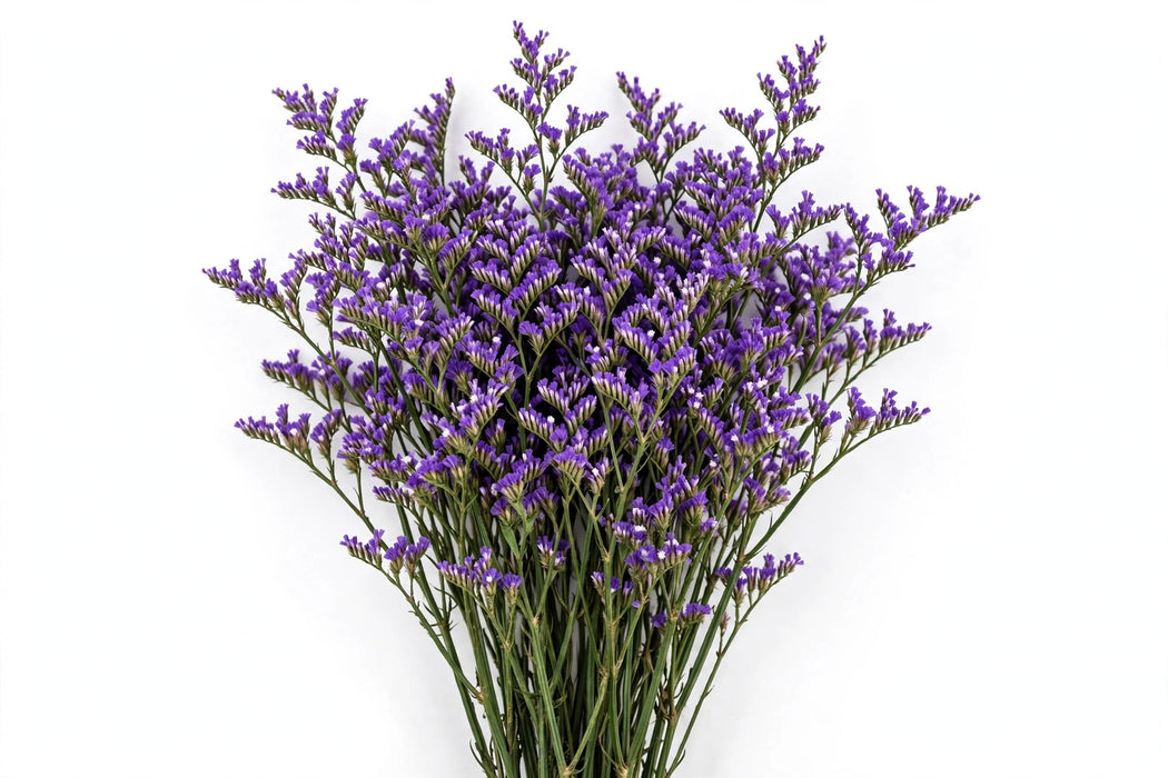 Statice Purple fresh-cut statice with clusters of tiny violet papery blooms