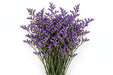 Statice Purple fresh-cut statice with clusters of tiny violet papery blooms
