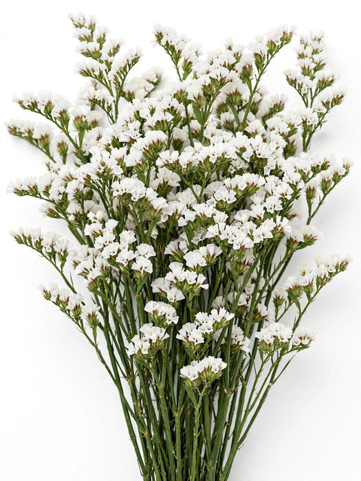 Statice White fresh-cut statice with clusters of tiny white papery blooms