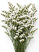 Statice White fresh-cut statice with clusters of tiny white papery blooms