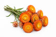 Strawflower Orange fresh-cut strawflowers with vivid orange papery blooms and golden centers