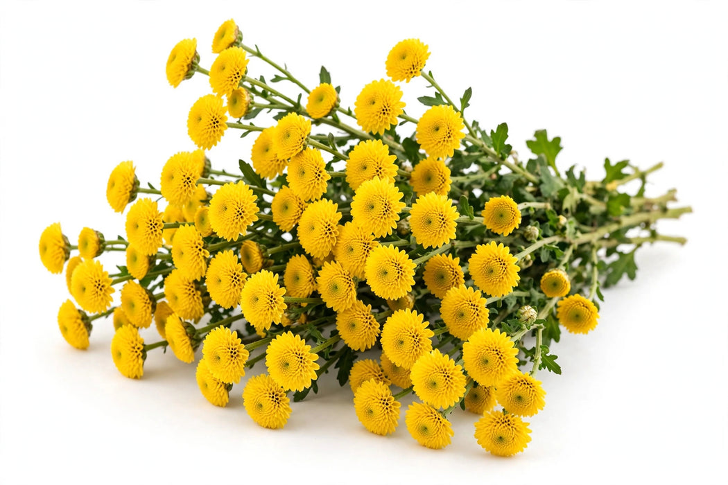 Next Day Delivery - POM DAISY VITAMIN C 70cm 7st - New - 20 Stems [LIMITED]