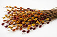 Pussy Willow Tinted Fall Mix 100ST/BX