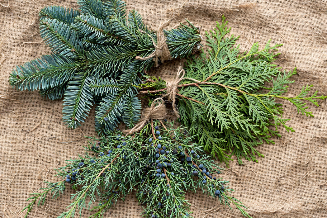 Next Day Delivery - ASSORTED EVERGREENS - Green - 20 Bunches / 2 lb