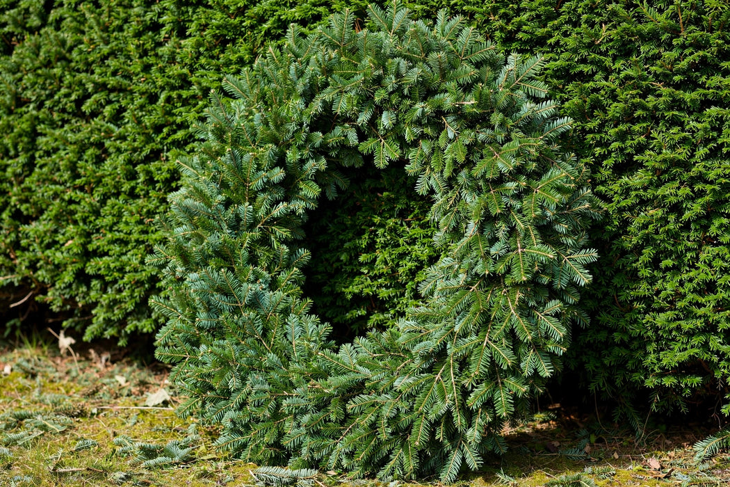 Next Day Delivery - 36 INCHES PLAIN NOBLE WREATH - Green - 4 Per Box
