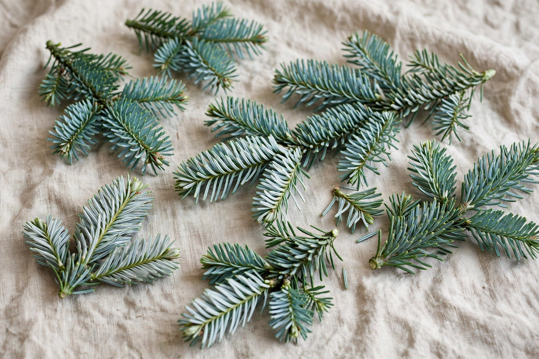 Next Day Delivery - NOBLE FIR TIPS - Green - 25 lb