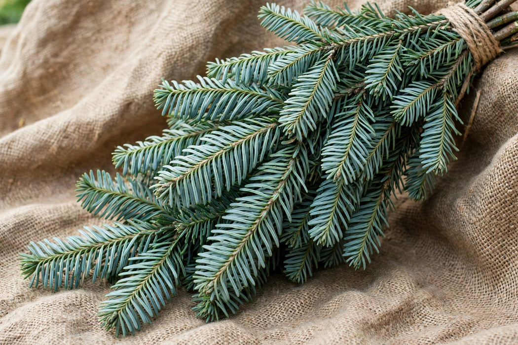 Next Day Delivery - NOBLE FIR BOUGHS - Green - 25 lb