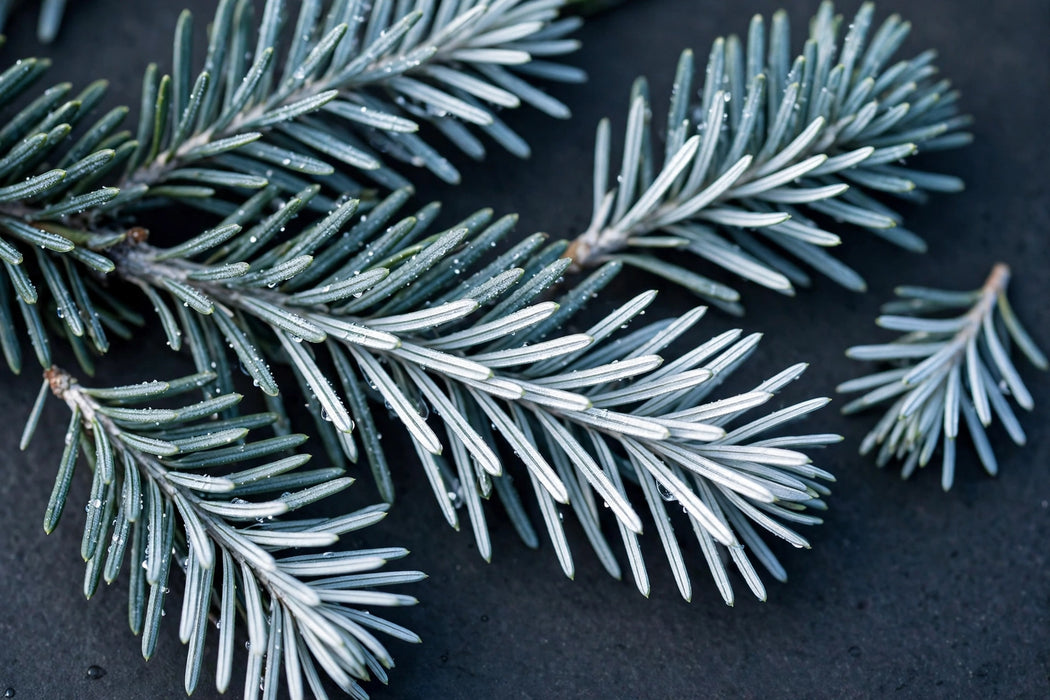 Next Day Delivery - SILVER FIR TIPS - Green - 25 lb