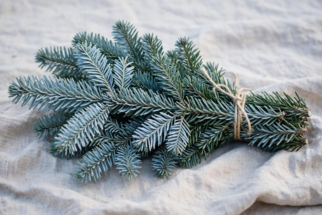 Next Day Delivery - SILVER FIR BOUGHS - Green - 25 lb