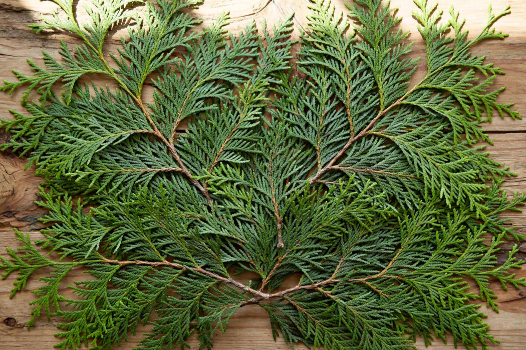 Next Day Delivery - WESTERN CEDAR - Green - 20 X 2 Bunches